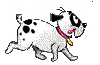 dalmation