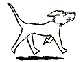 thin_dog